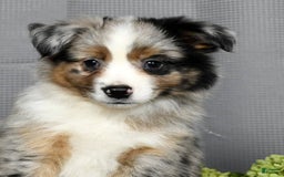 Miniature Australian Shepherd dogs for sale: Axel - Image 7