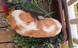 Cavalier King Charles Spaniel dogs for sale: Drake small Blenheim colored male - Image 12
