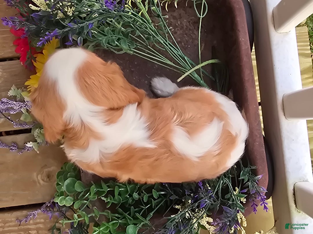 Cavalier King Charles Spaniel dogs for sale: Drake small Blenheim colored male - Image 12