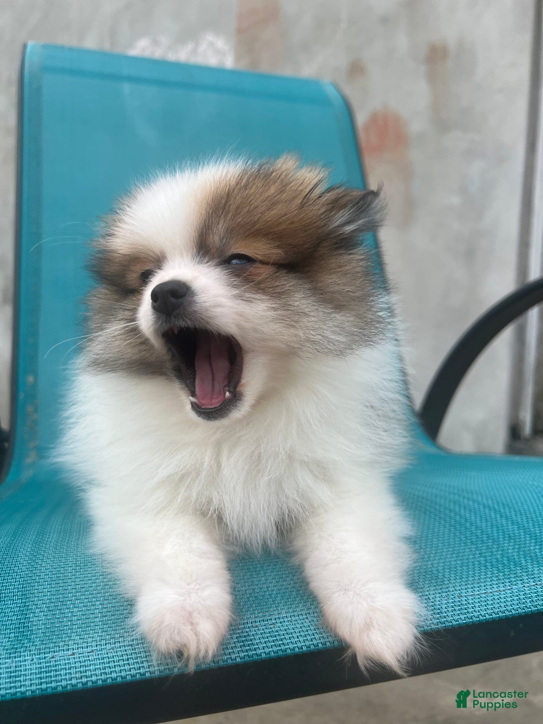 Pomeranian dogs for sale: Rollie - Image 3
