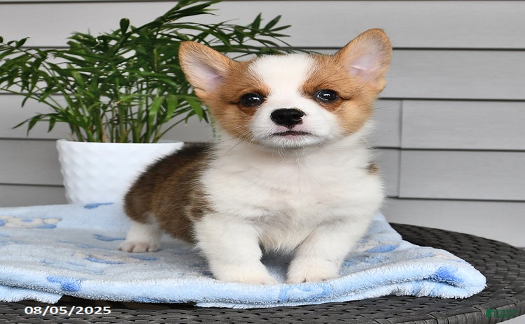 Welsh Corgi Pembroke dogs for sale - Ad 4