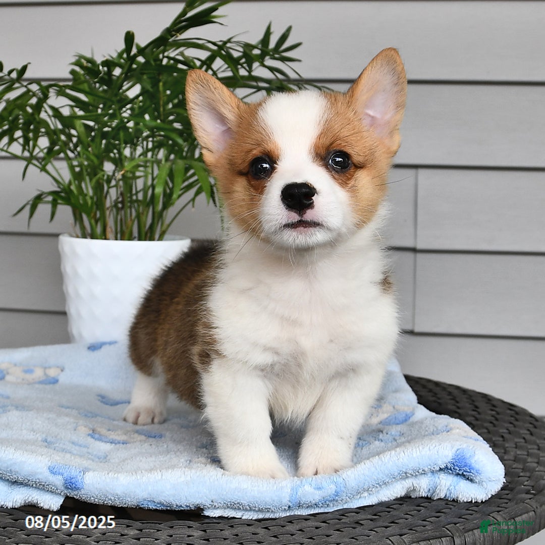 Welsh Corgi Pembroke dogs for sale: Jaxon - Image 1