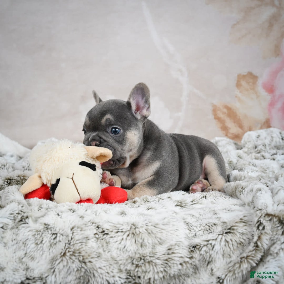 French Bulldog dogs for sale: French Bulldog 6 puppies - Image 35