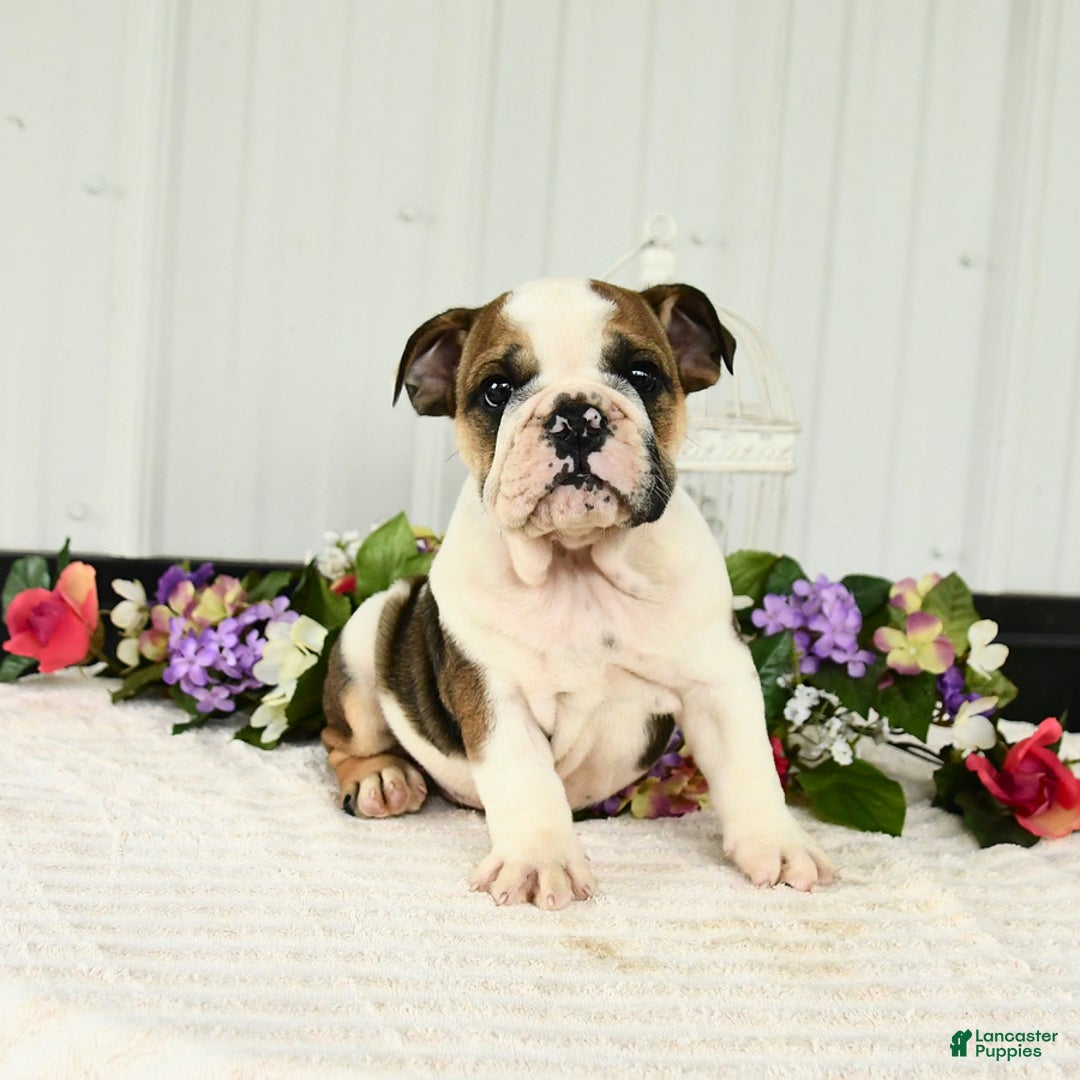 English Bulldog dogs for sale: Drew - Image 2