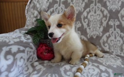 Welsh Corgi Pembroke dogs for sale: Kory - Image 14