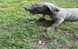 American Bully dogs for sale: Bam Bam - Image 5