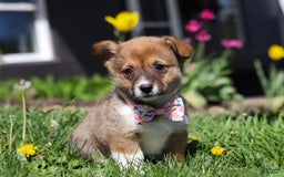 Welsh Corgi Pembroke dogs for sale: Daisy - Image 1
