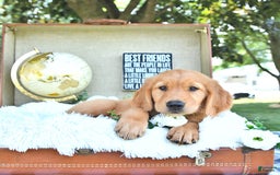 Golden Retriever dogs for sale: Abram - Image 6