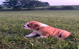 English Bulldog dogs for sale: Tank - Image 2