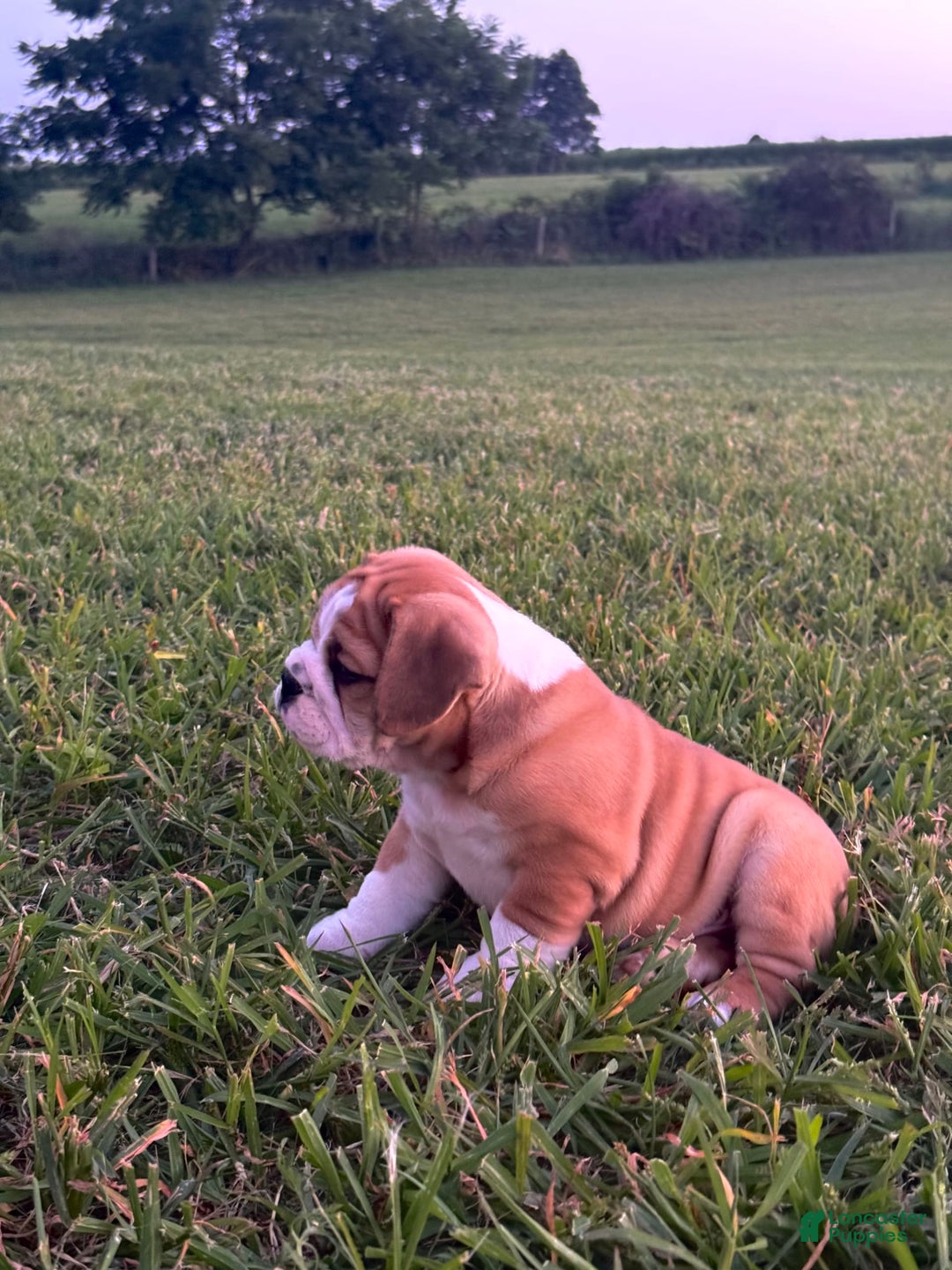 English Bulldog dogs for sale: Tank - Image 2