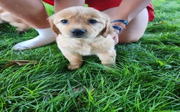 Golden Retriever dogs for sale: Miss Lavender - Image 2