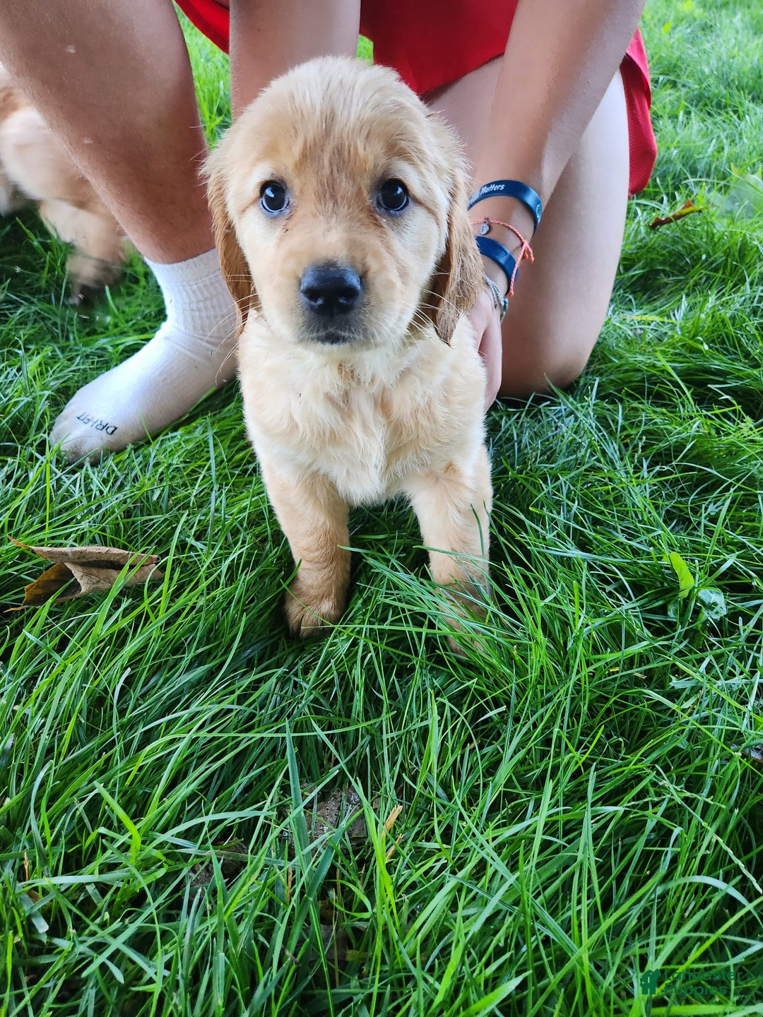 Golden Retriever dogs for sale: Miss Lavender - Image 2