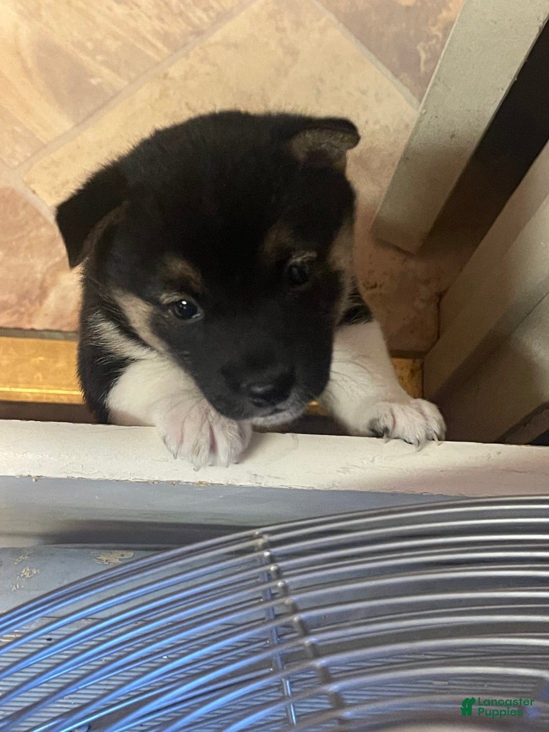 Shiba Inu dogs for sale: Coco Bean - Image 7