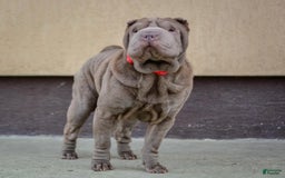 Shar Pei dogs for sale: Armani Squishy-face - Image 21
