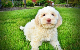 Havapoo dogs for sale: Valentino - Image 4