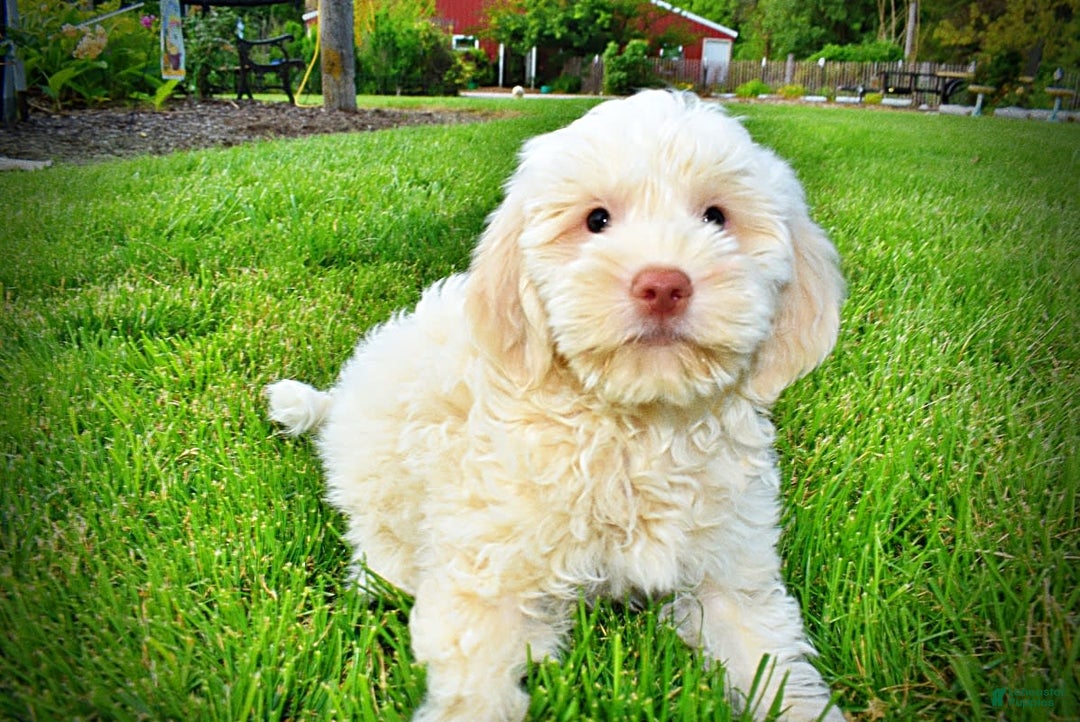 Havapoo dogs for sale: Valentino - Image 4