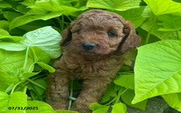 Mini Goldendoodle dogs for sale: Zandra - Image 2