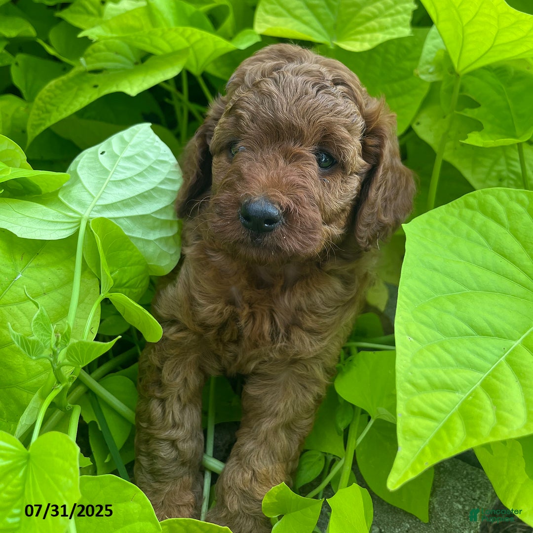 Mini Goldendoodle dogs for sale: Zandra - Image 2
