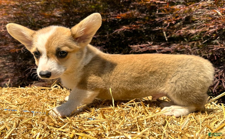 Welsh Corgi Pembroke dogs for sale - Ad 3