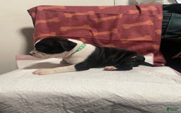 American Bully dogs for sale: Berlin - Image 2