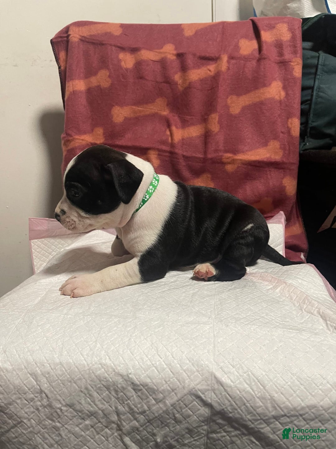 American Bully dogs for sale: Berlin - Image 2