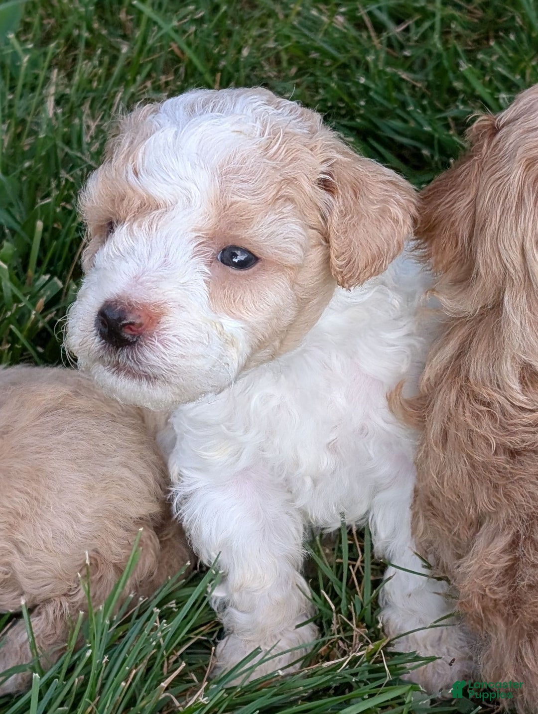 Bichpoo dogs for sale: Piper - Image 3