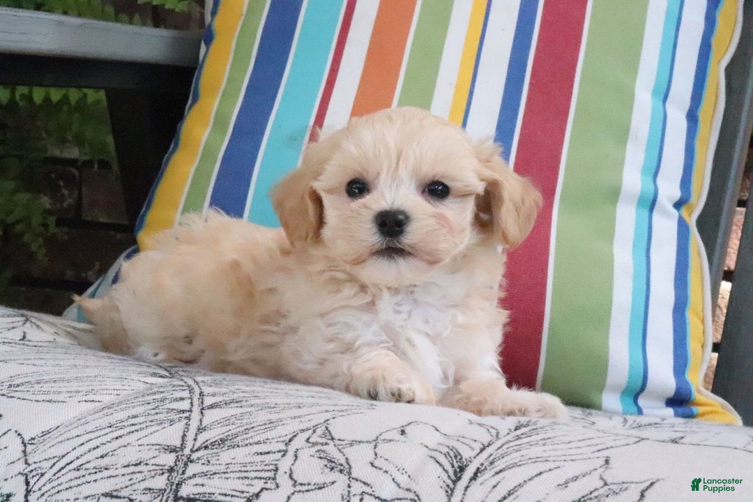 Maltipoo dogs for sale: Patsy - Image 2