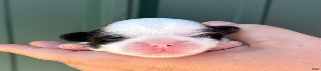 Biscuit