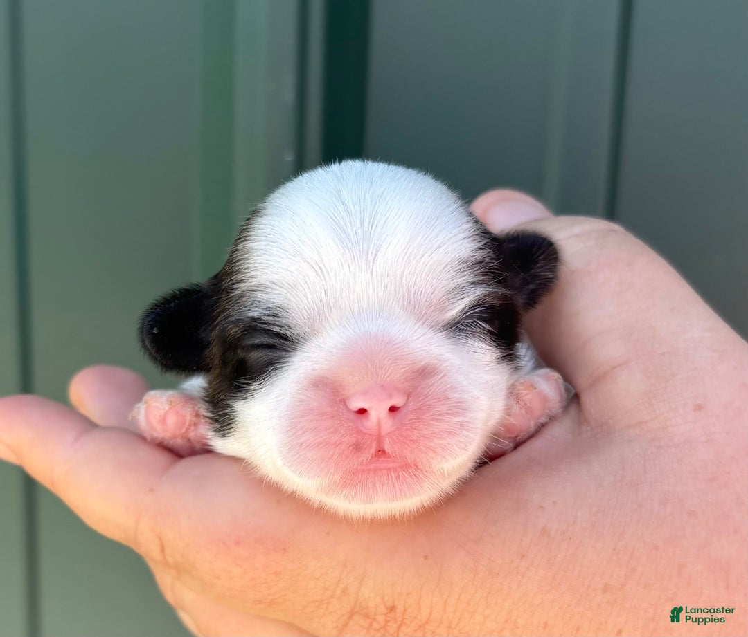 Shih Tzu dogs for sale: Biscuit - Image 1