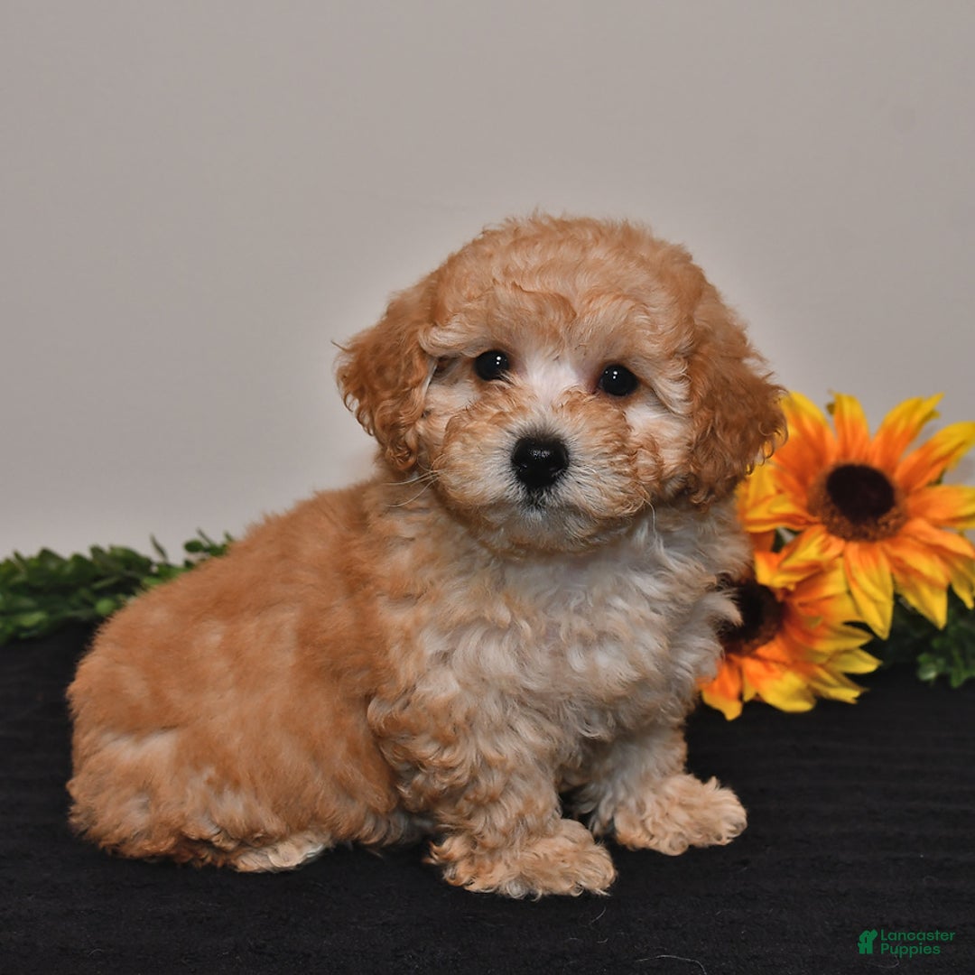 Miniature Poodle dogs for sale: Calvin - Image 1