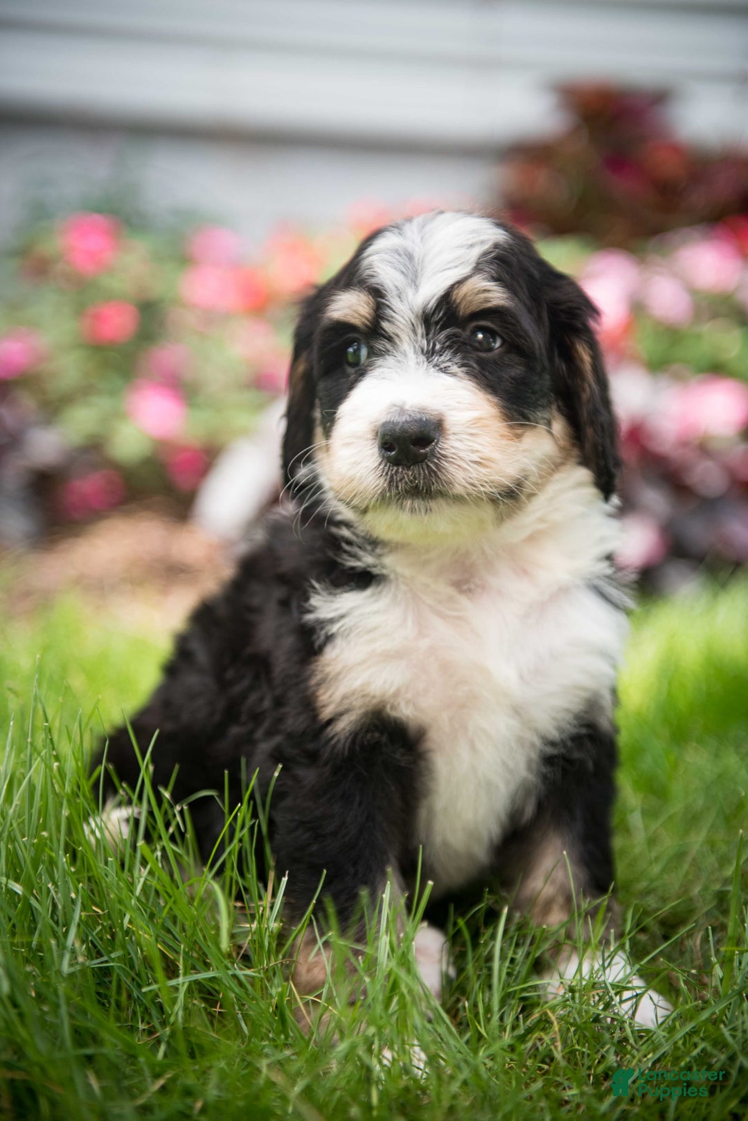 Bernedoodle dogs for sale: Rebel - Image 19