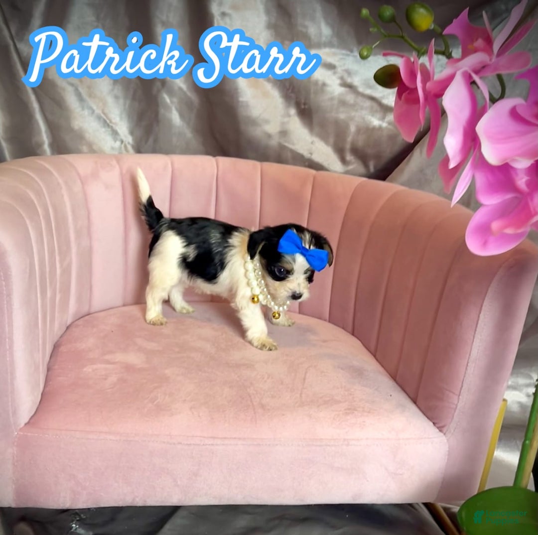 Yorkshire Terrier dogs for sale: Patrick Starr - Image 16