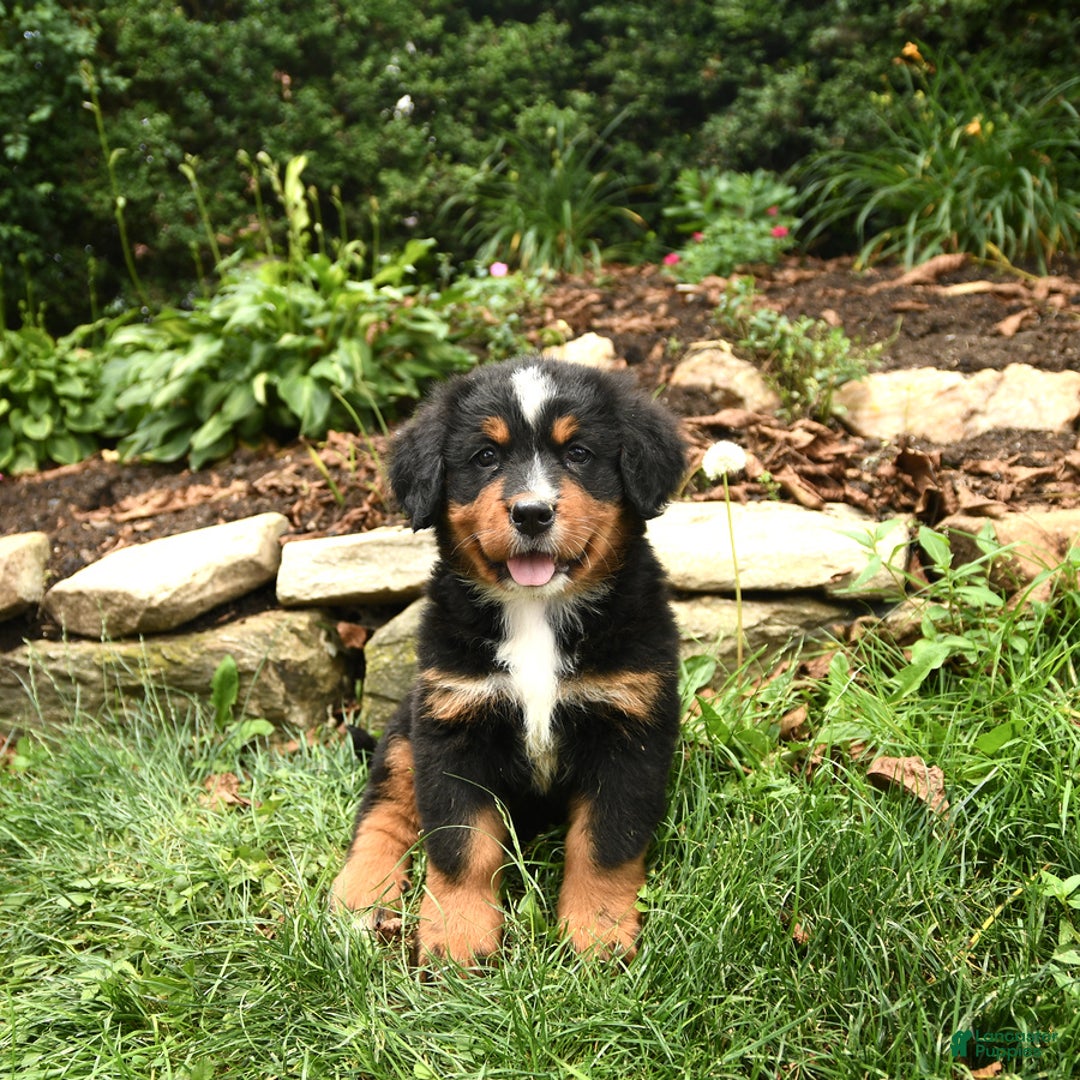 Bernese Mountain Dog dogs for sale: Wendy - Image 1