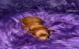 Cavapoo dogs for sale: Lucas - Image 1