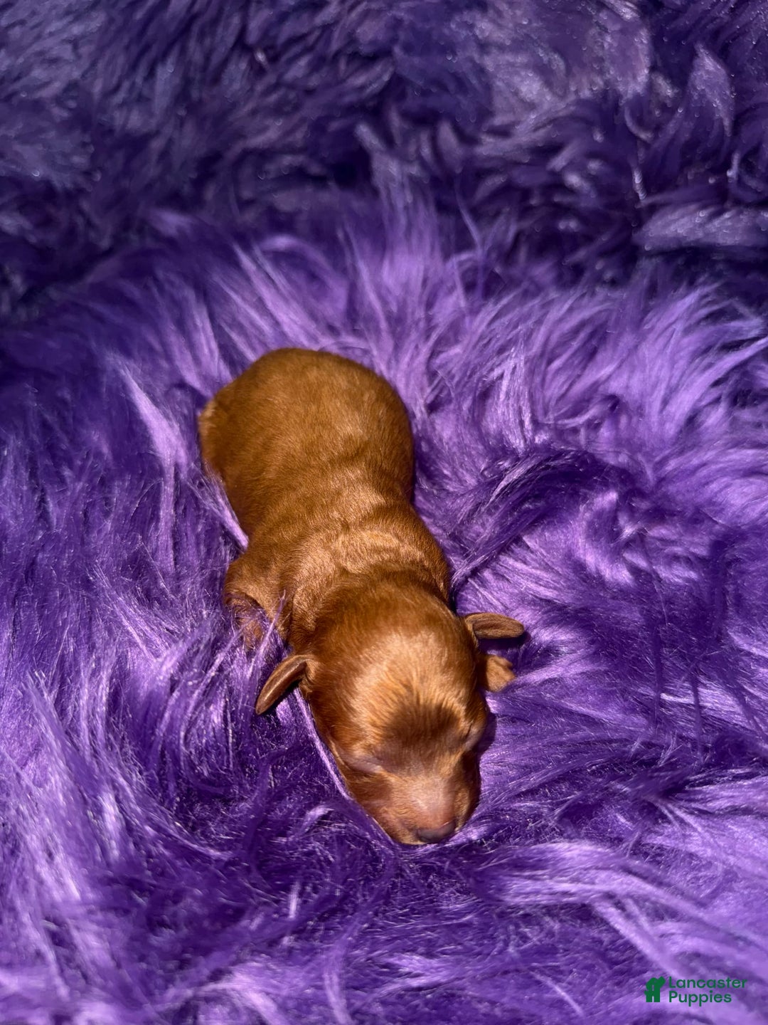 Cavapoo dogs for sale: Lucas - Image 1