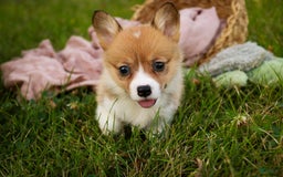 Welsh Corgi Pembroke dogs for sale: Macaroon - Image 1