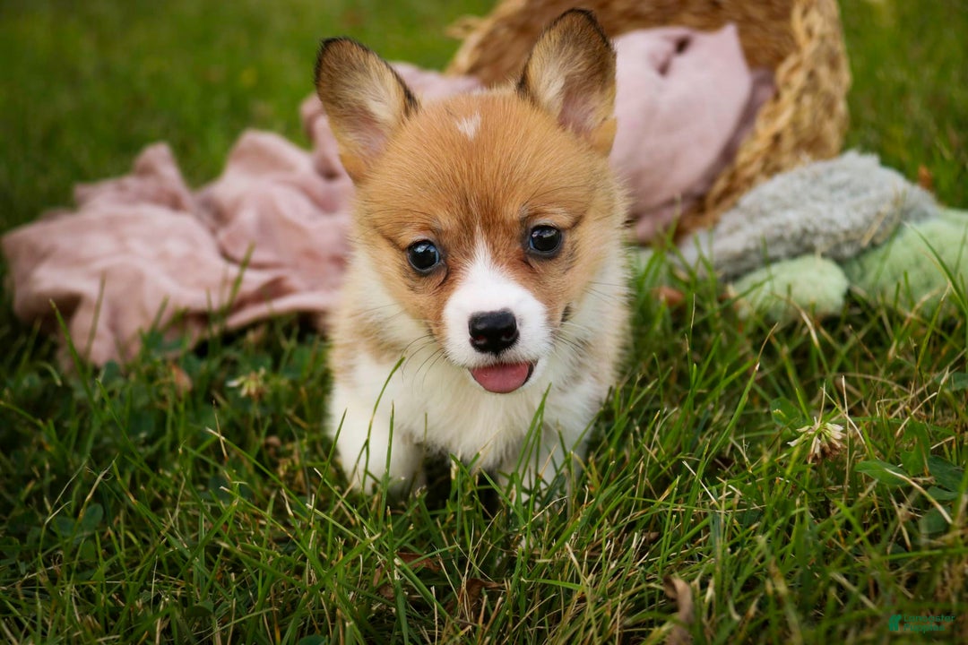 Welsh Corgi Pembroke dogs for sale: Macaroon - Image 1