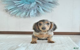 Miniature Dachshund dogs for sale: Flash Rare Color - Image 2