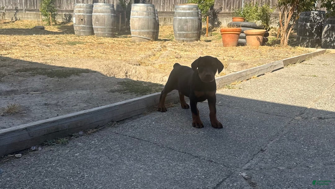 Doberman Pinscher dogs for sale: Apollo - Image 2