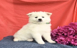 American Eskimo dogs for sale: Marco - Image 1