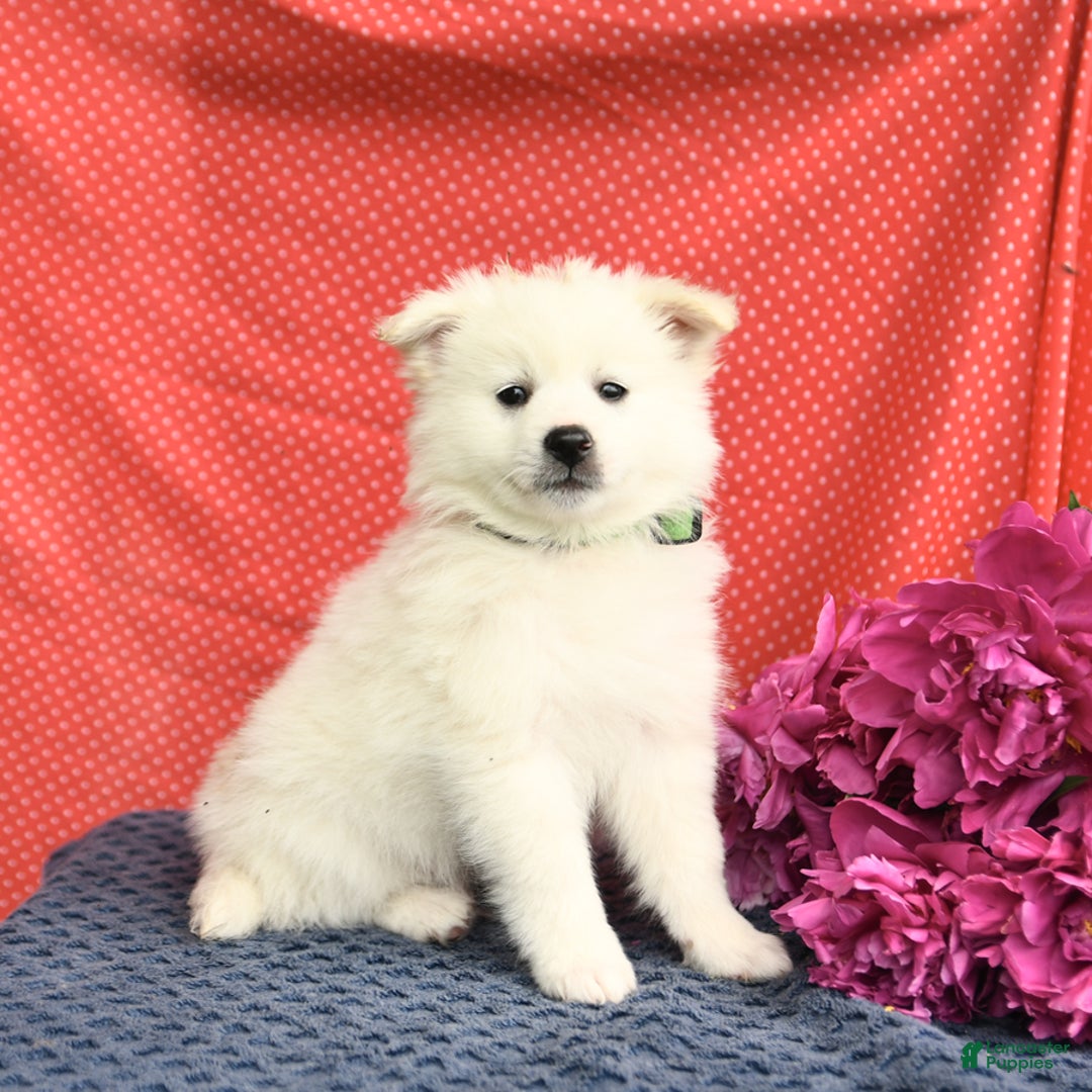 American Eskimo dogs for sale: Marco - Image 1