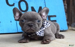French Bulldog dogs for sale: Flint - Image 3