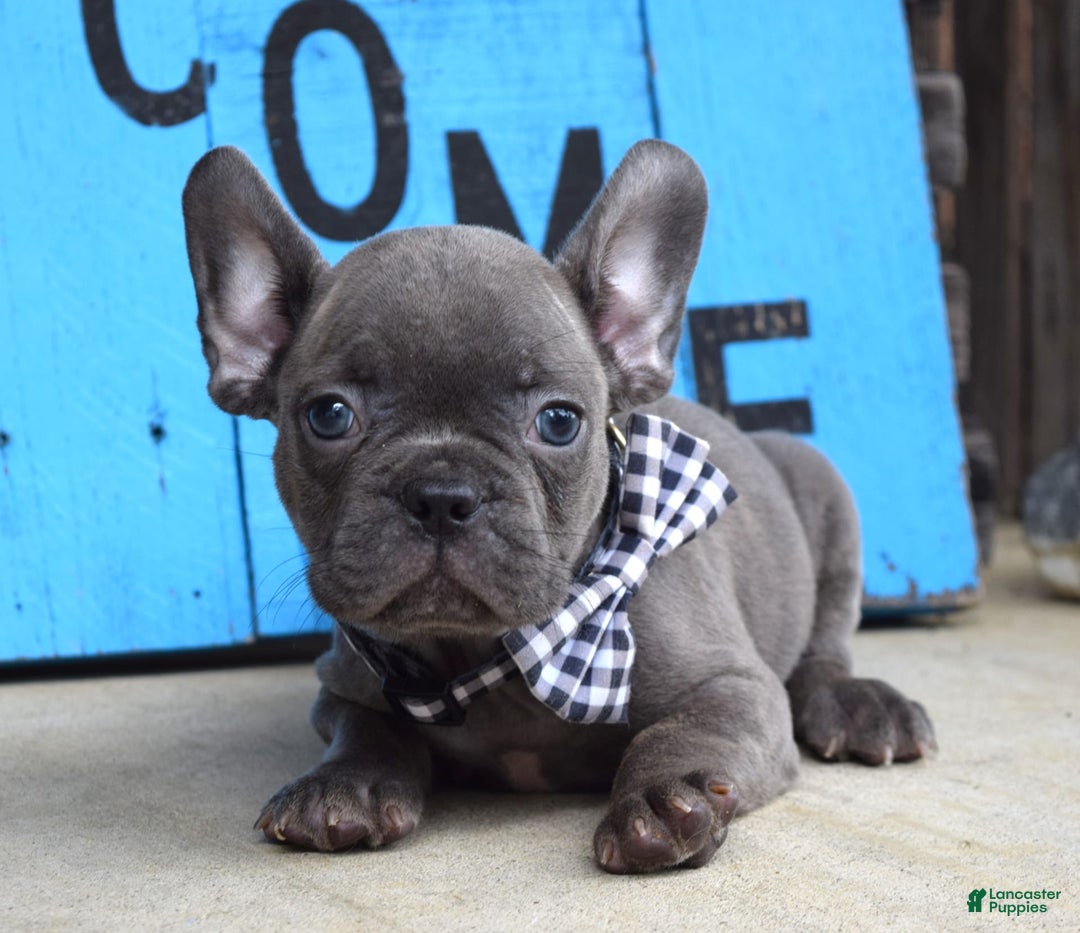 French Bulldog dogs for sale: Flint - Image 3