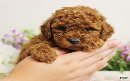 Toy Poodle dogs for sale: Sunshine - Image 6