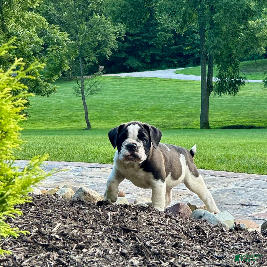 English Bulldog dogs for sale: Silas - Image 4