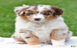 Australian Shepherd dogs for sale: Leo - Image 10