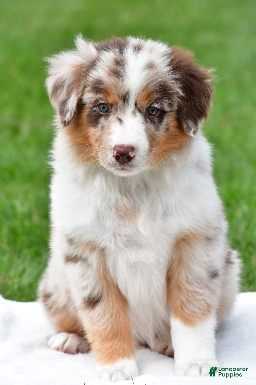 Australian Shepherd dogs for sale: Leo - Image 10
