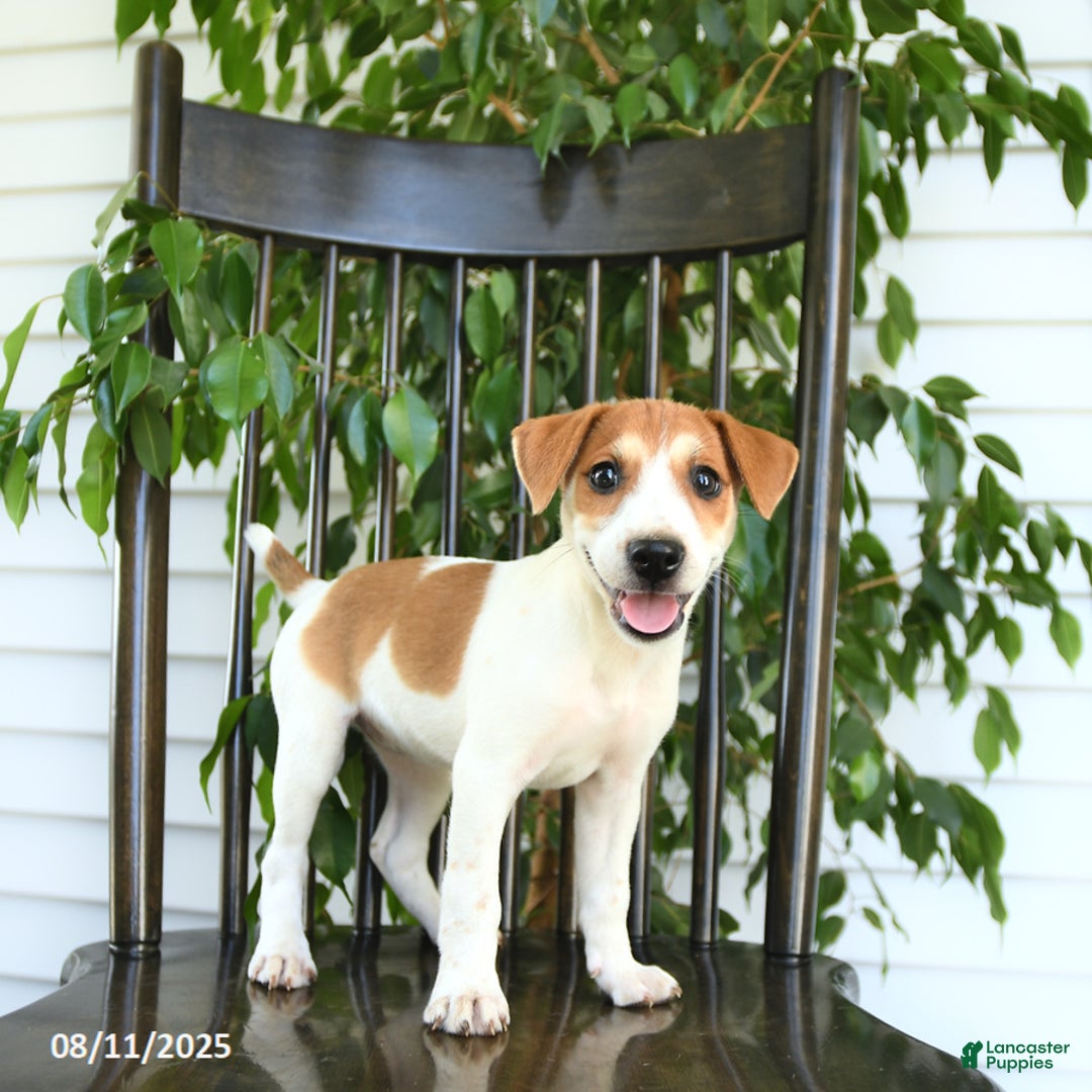 Jack Russell Terrier dogs for sale: Zara - Image 1