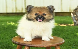 Pomeranian dogs for sale: Jimmy - Image 10