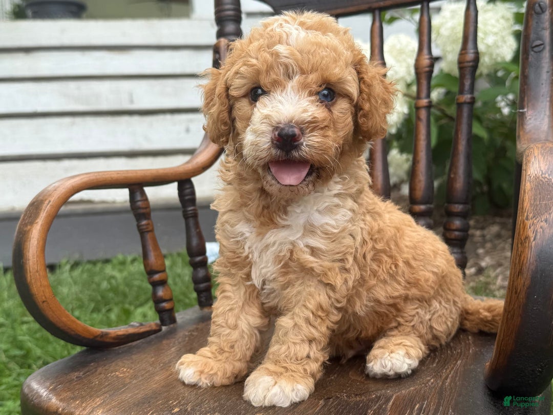 Goldendoodle dogs for sale: Butterfinger - Image 3